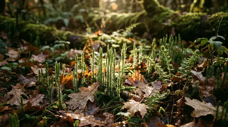Low carpet of upright green club moss shoots on a shaded forest floor with dew