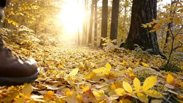 Worn leather boots walking a leaf-covered woodland path in morning mist